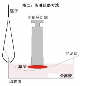 小鼠淋巴細胞分離液 1.jpg